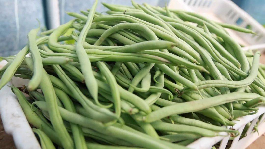 大棚无丝豆"豆"出致富新"丝"路