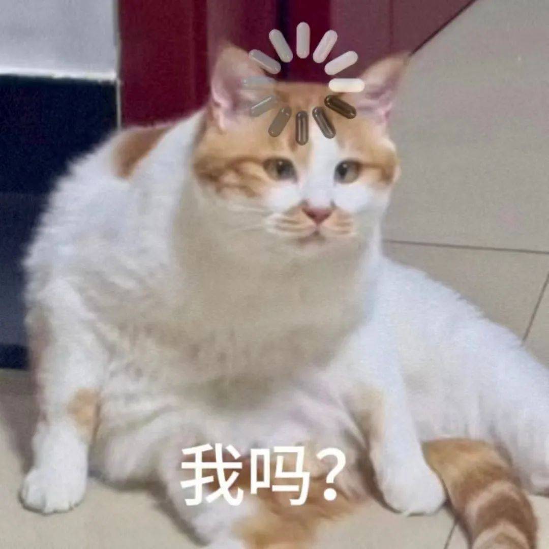 猫猫表情包 简直没有良心