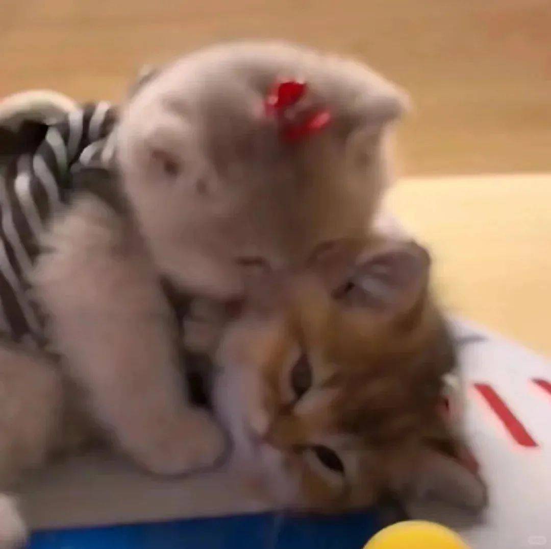 超多情侣间互撩表情包