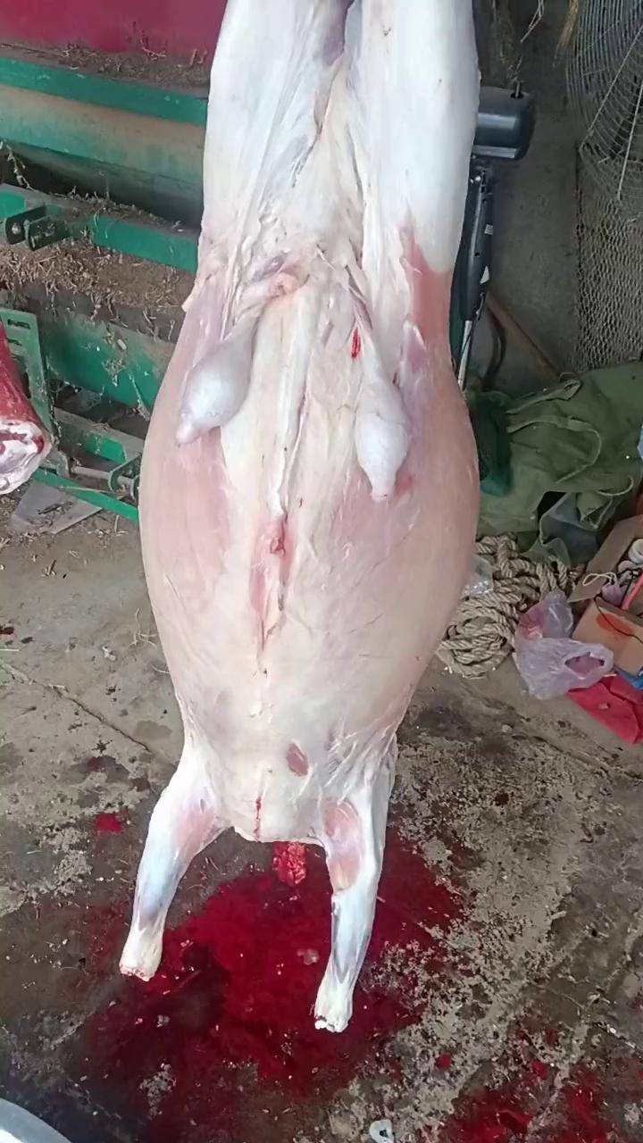 杀羊过年了 鲜羊肉 山羊肉
