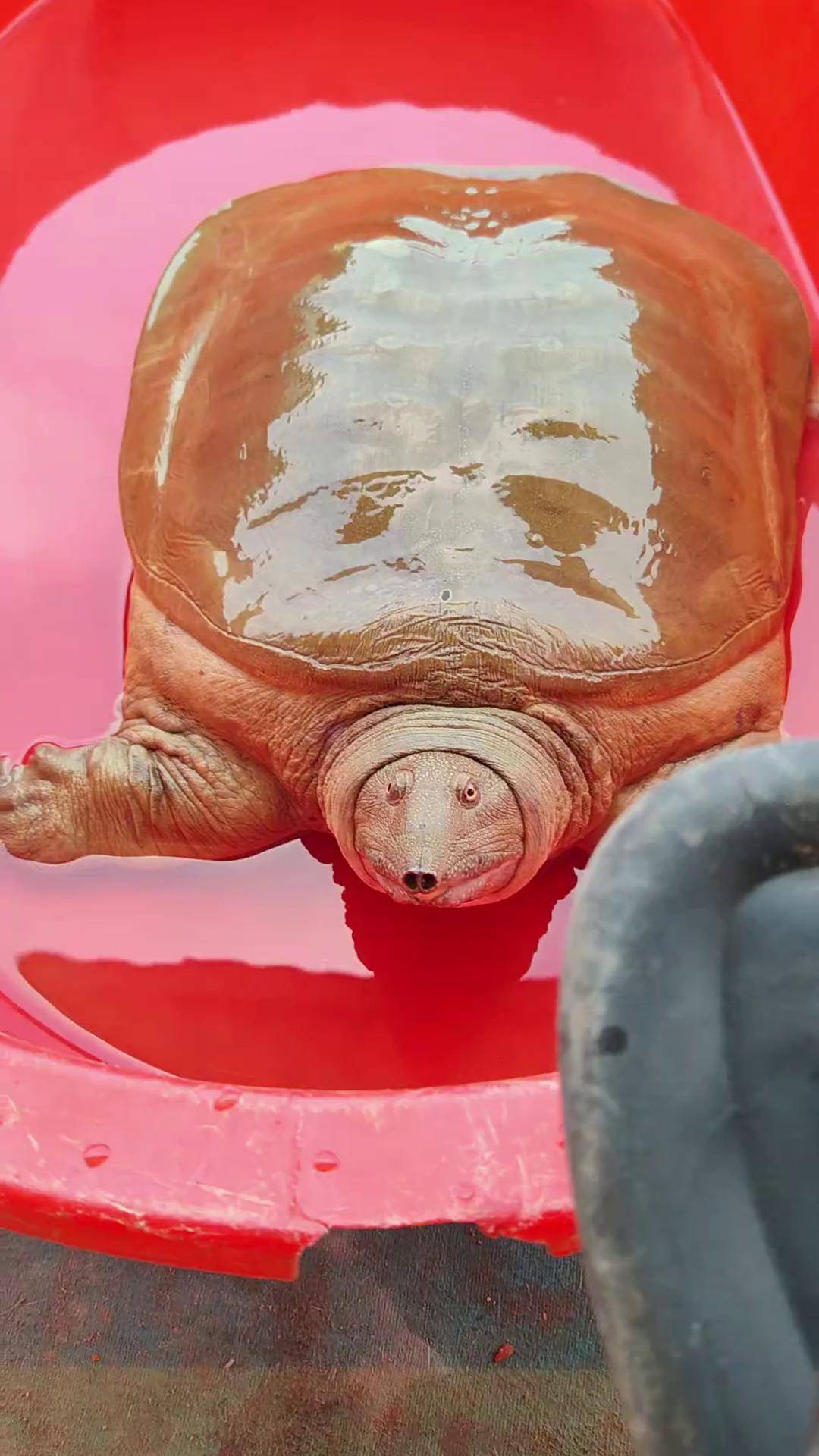 野生甲鱼 甲鱼 抓鱼 老甲鱼 户外打甲鱼 三农