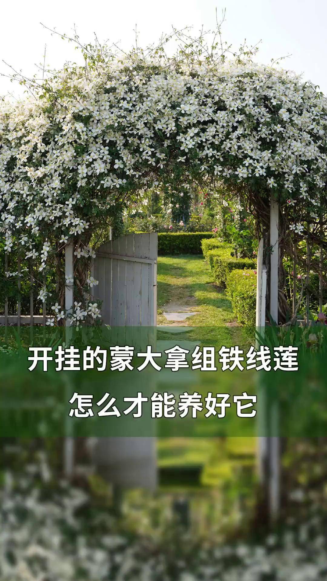 开挂的蒙大拿组铁线莲,怎么才能养好它. 养花 园艺 铁线莲 乡村守护人