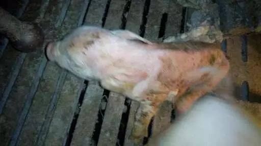 全面分析猪场“弱仔猪”形成的原因及危害_母猪_胎儿_乳头