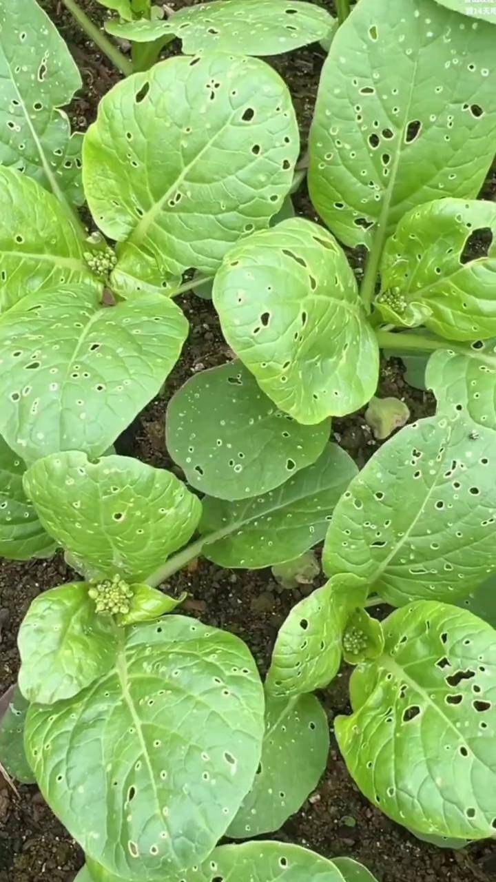 跳甲虫防治 虫害防治 杀虫剂 蔬菜种植 跳甲虫专用药