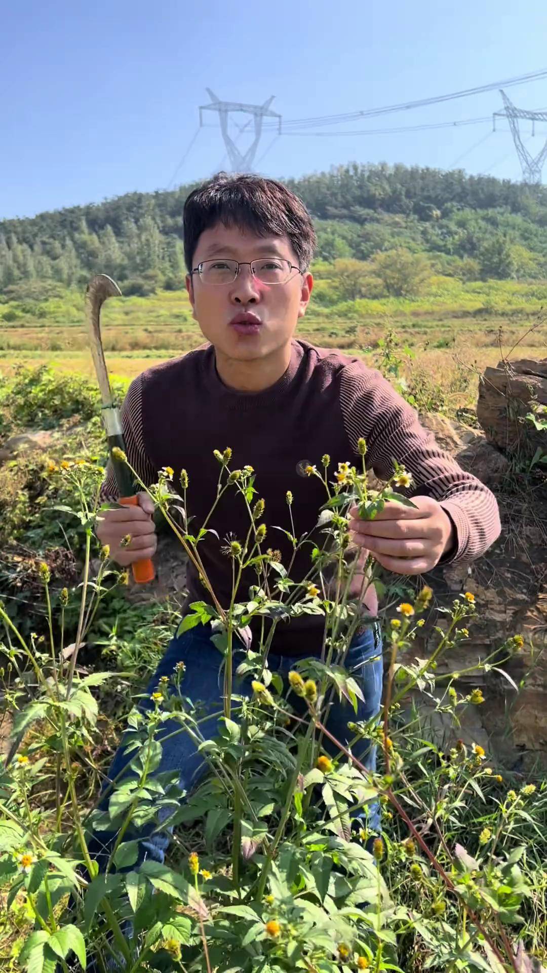 鬼针草全身都是宝 这就是鬼针草,我们当地管它叫鬼圪针,它全株都有