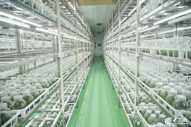 青岛平度旧店镇：白色蝴蝶兰鲜切花产业的辉煌成就 青岛平度旧店镇：白色蝴蝶兰鲜切花的亿元产业传奇
