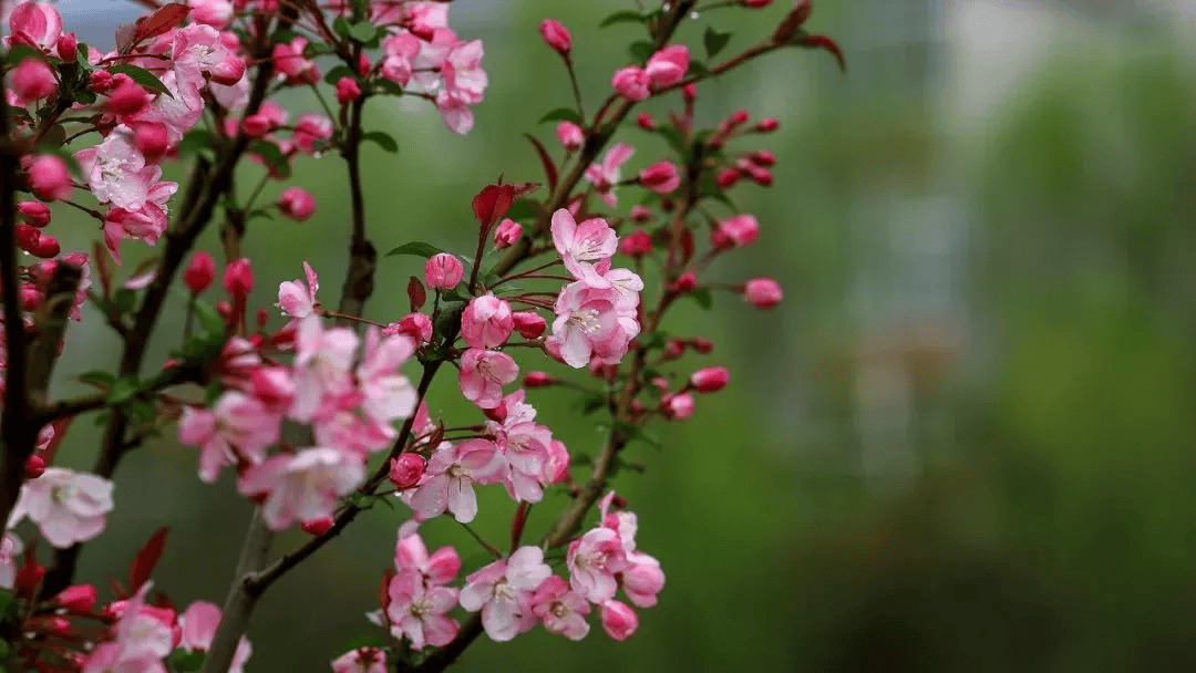 一分钟教你学会：如何区分樱花、桃花和梅花？