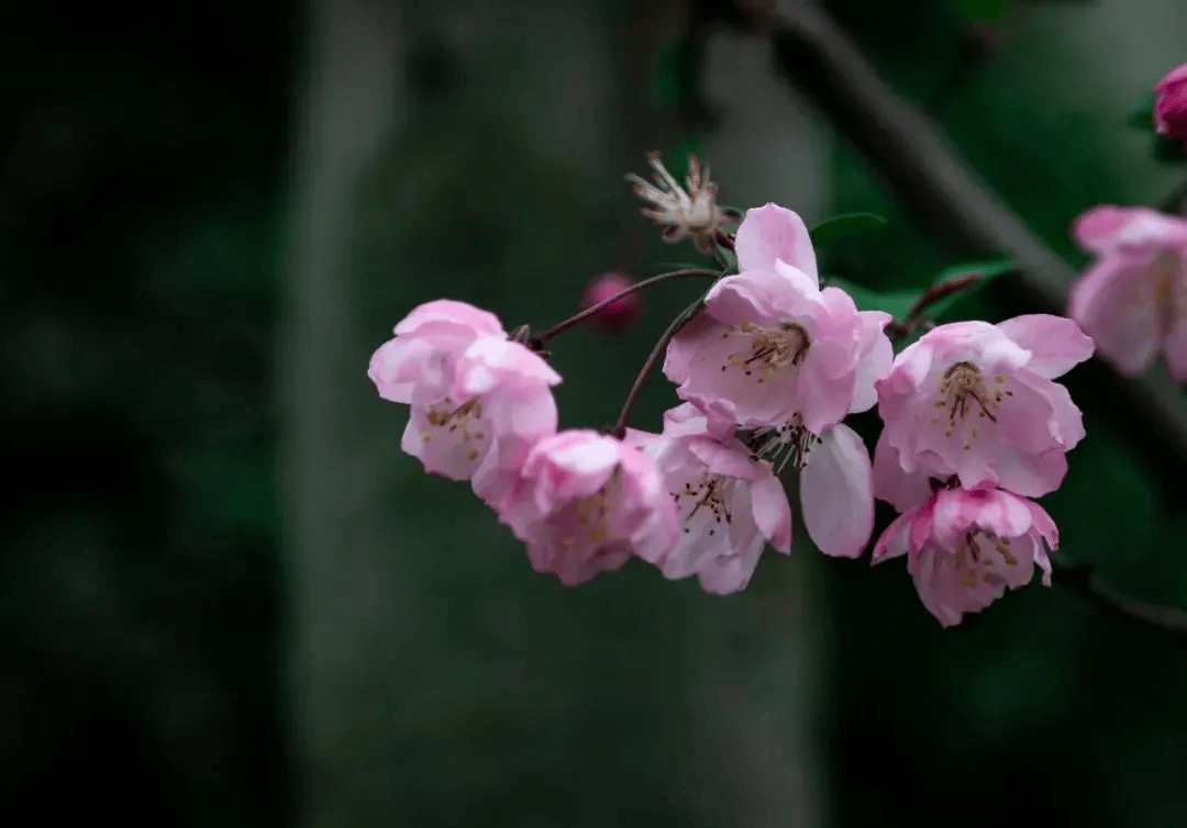 一分钟教你学会：如何区分樱花、桃花和梅花？