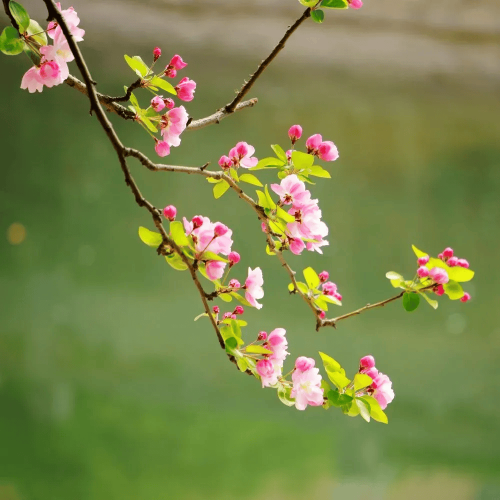 一分钟教你学会：如何区分樱花、桃花和梅花？