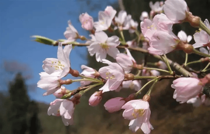 一分钟教你学会：如何区分樱花、桃花和梅花？