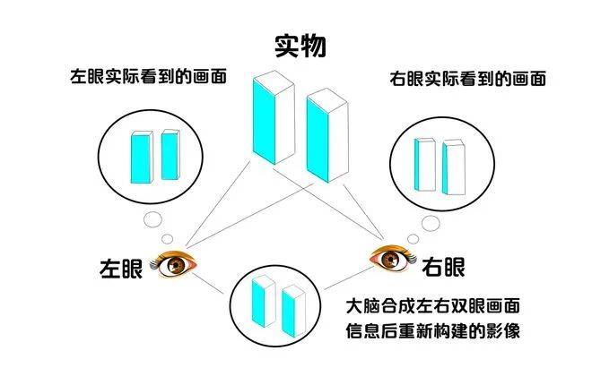 必读丨视功能的重要性你了解吗?_视觉_双眼_训练