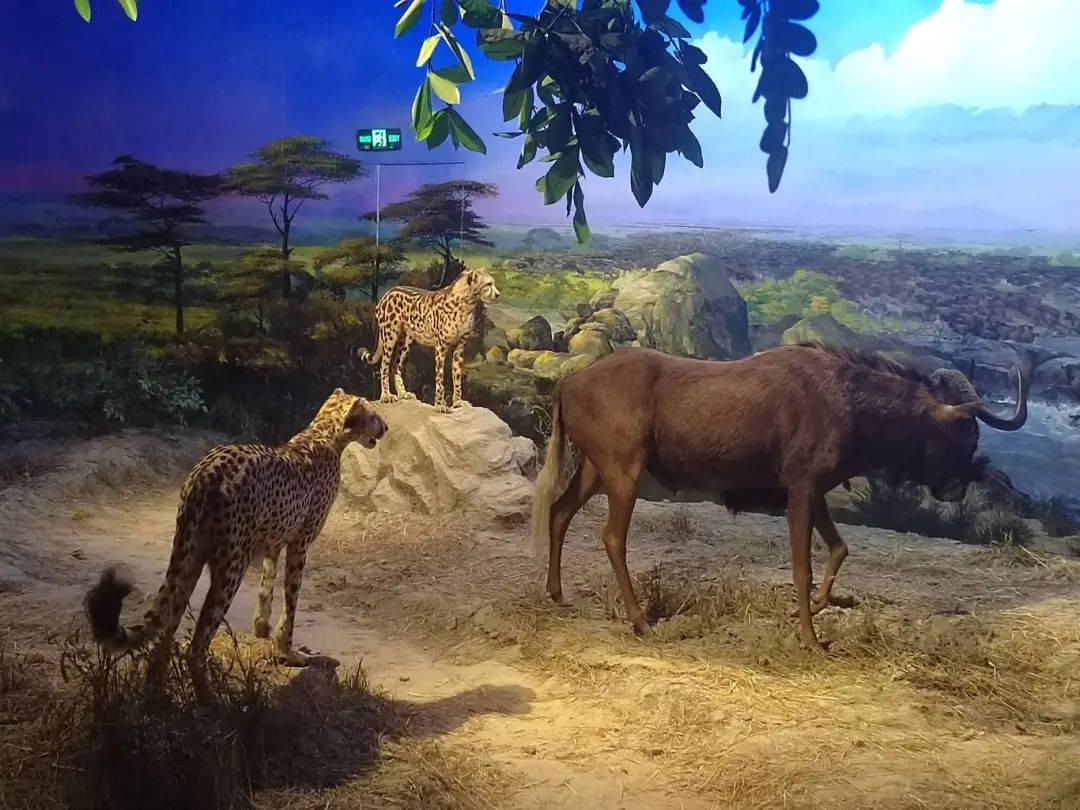 博物馆里的野生动物朋友