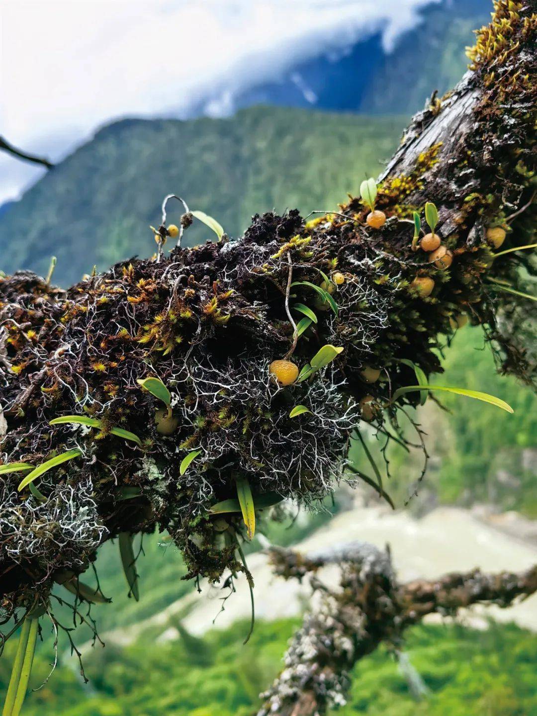 巨树上的疑似鼯鼠巢及附生植物