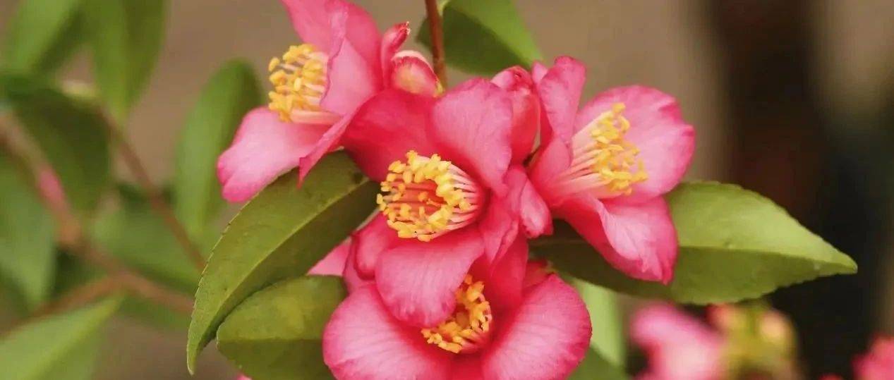 来公园穿梭“花迷宫”,认识束花茶花 | 小叶子沪花记_山茶_连蕊_花朵