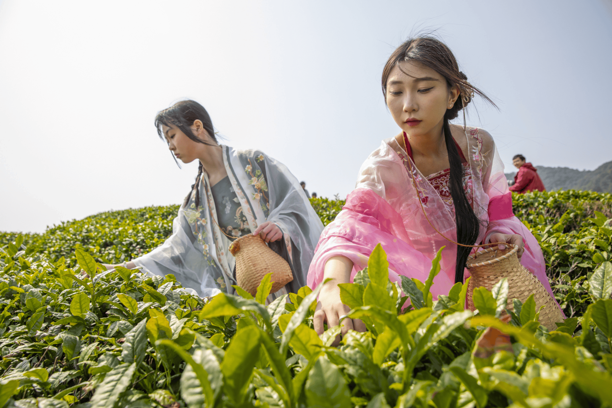 宁波海曙第开云网址七届开茶节启幕(图2)