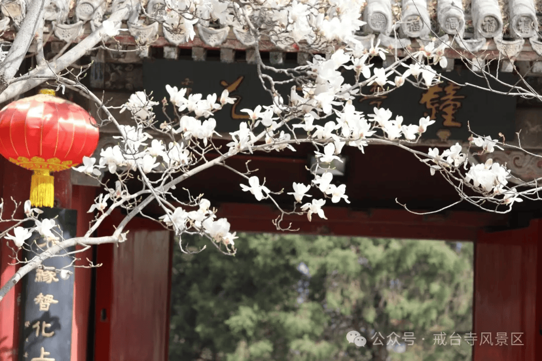 遇见春天!门头沟戒台寺超全花期预告来了