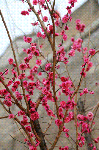 承包你春日浪漫花事