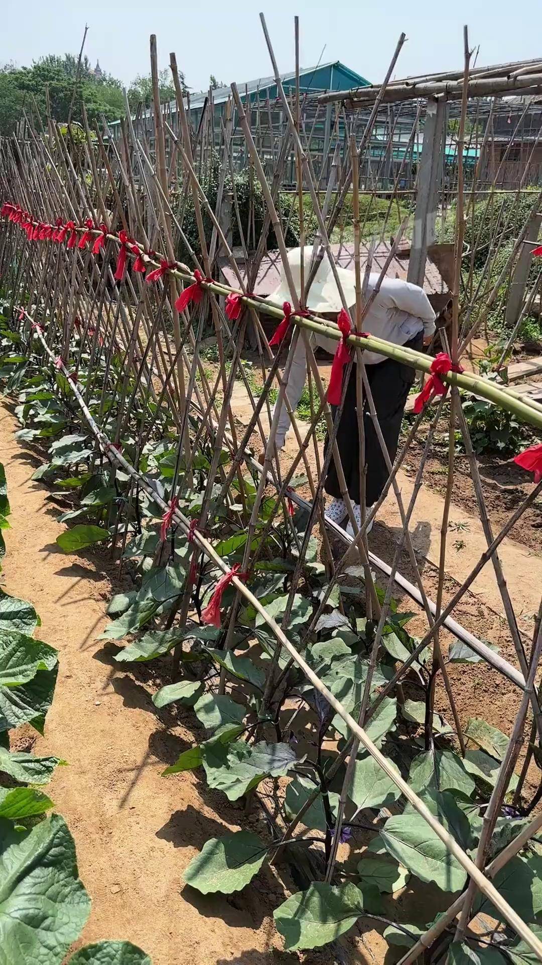 拱棚支架 种菜架子爬藤架 农用工具