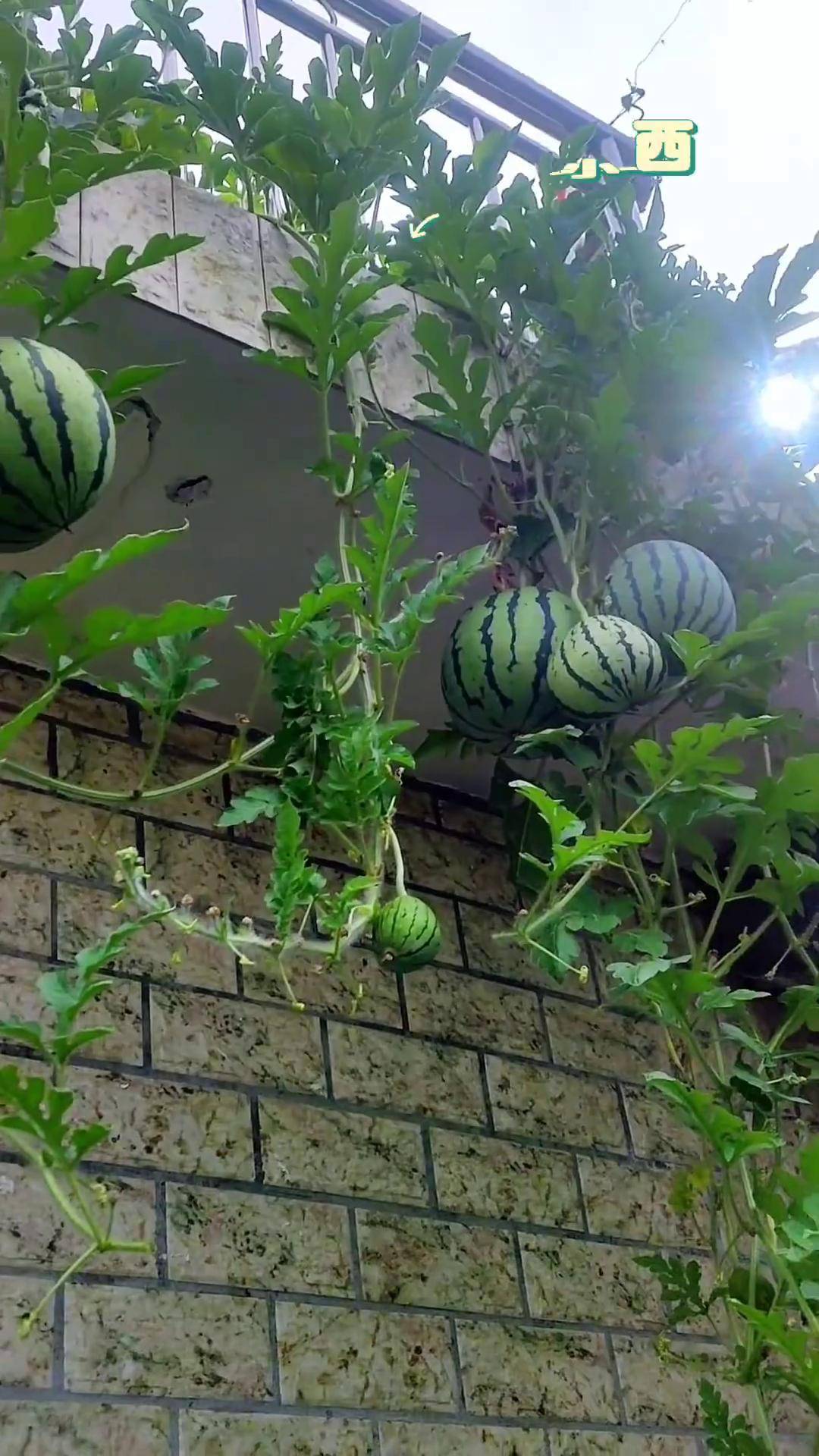 二三月份正是种西瓜的季节,这个盆栽小西瓜 阳台花盆都可以种植,西瓜