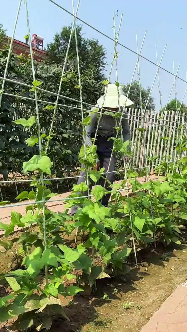 新型拱棚支架,搭豆角黄瓜架,天冷搭小暖棚 农具农业种植 拱棚支架