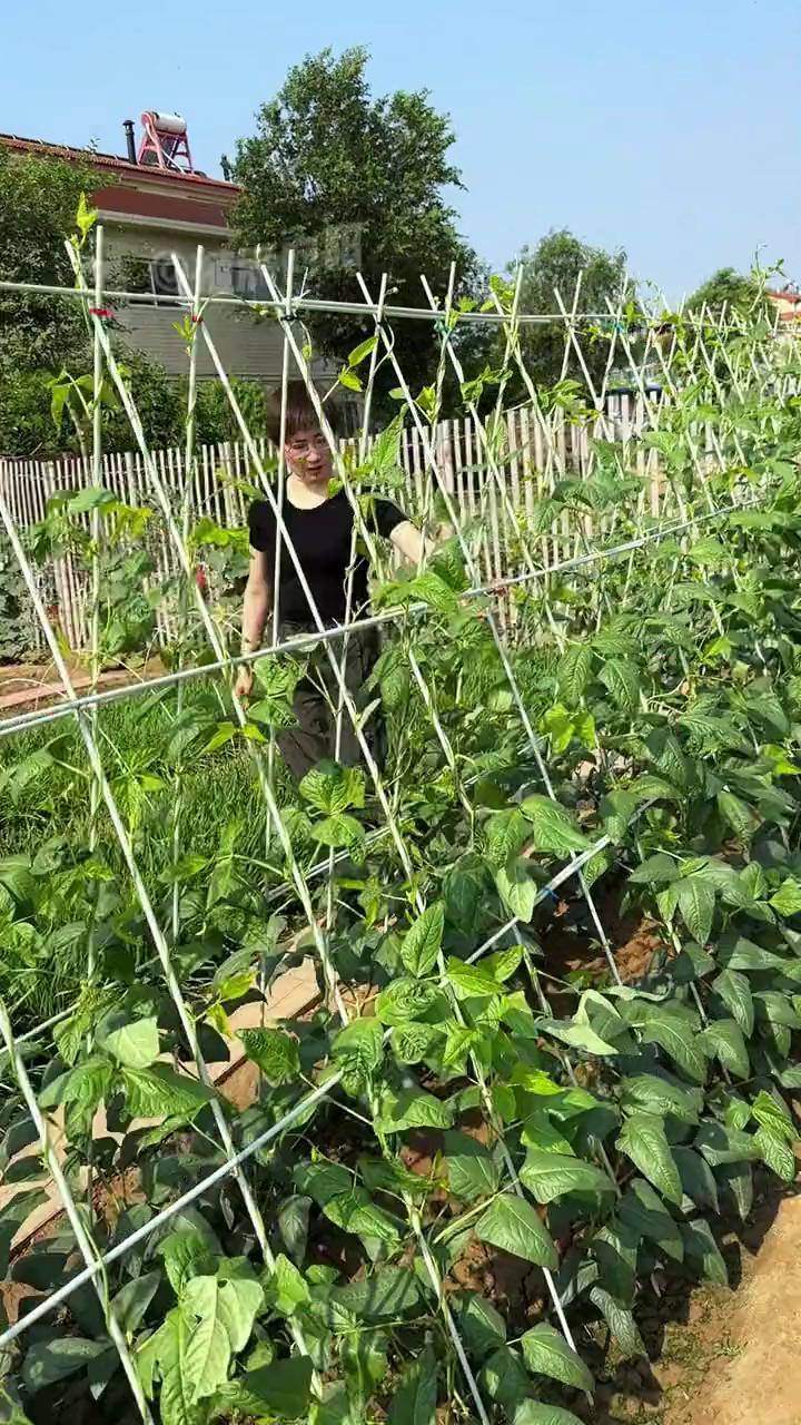 现在架豆角爬黄瓜,冬天搭小暖棚,一杆多用拱棚支架