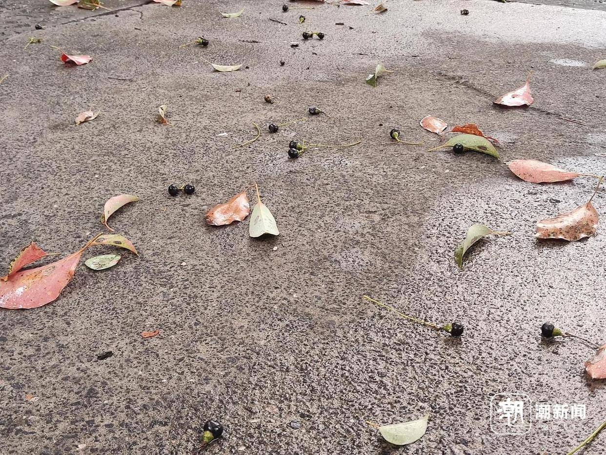 “这几天最多!” 杭州街头小黑果冲上热搜,再过一月会被夸真香_樟树_香樟_种植