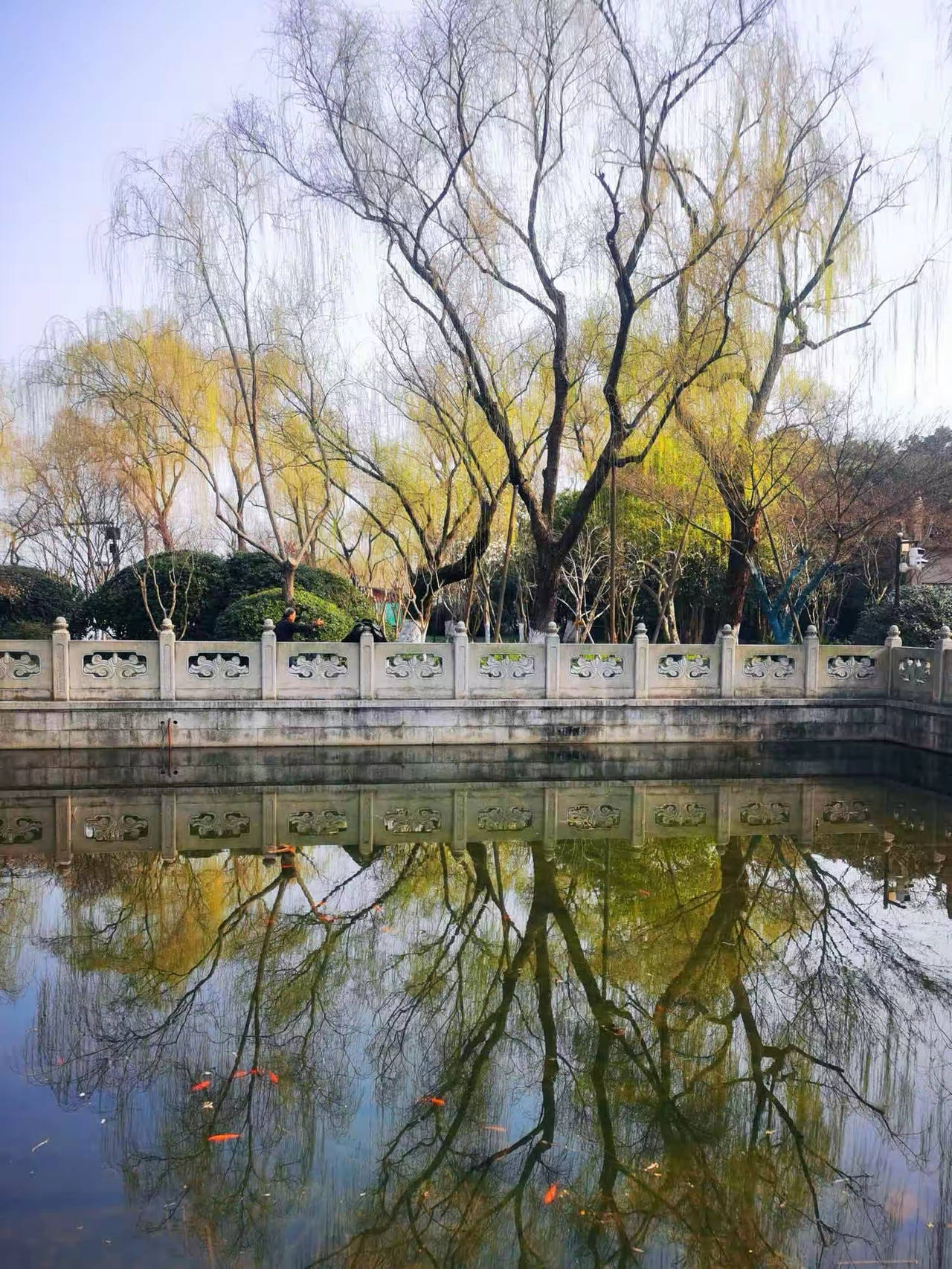 晚潮|西子湖畔柳如丝