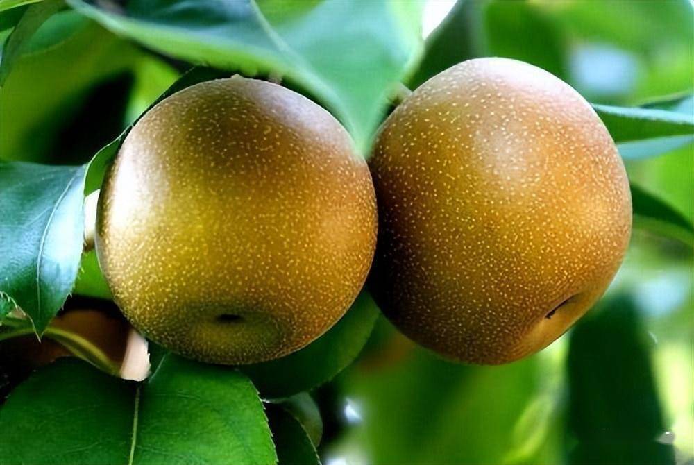 梨界天花板!山东这10种国家认证的梨,外地根本买不到