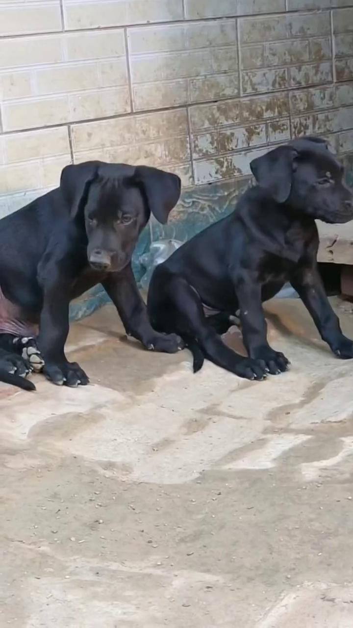 黑狼 黑狼幼犬