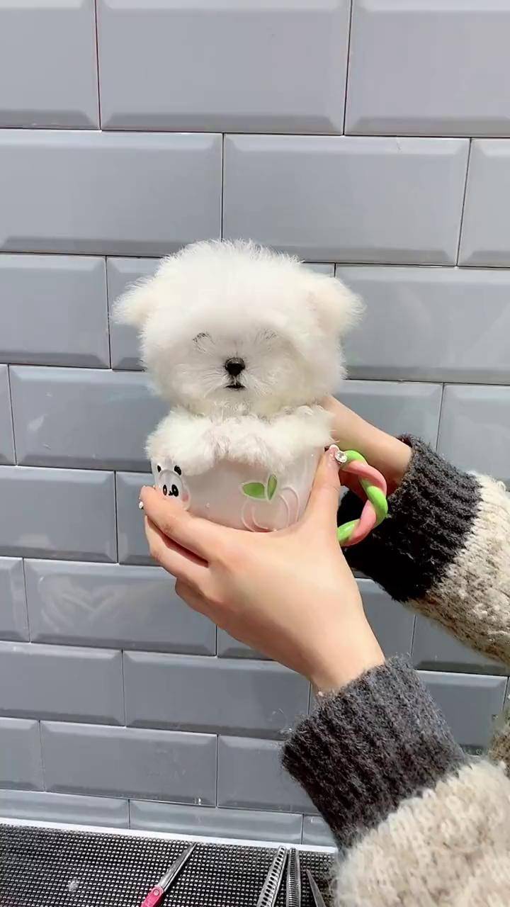 可以放在杯子里面的小比熊,你们喜欢这只吗萌宠出道计划 不养狗不知道