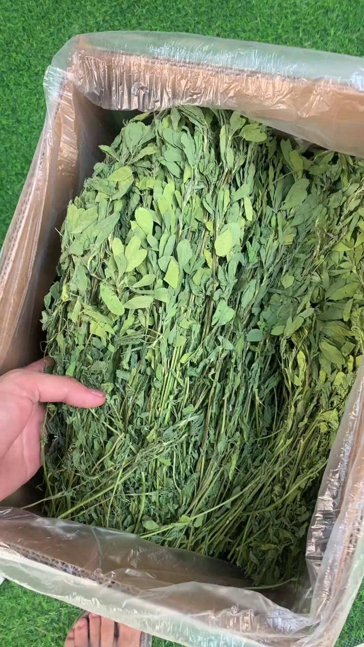兔子吃的苜蓿草养兔人兔子一般吃什么好东西一起分享小兔子吃东西