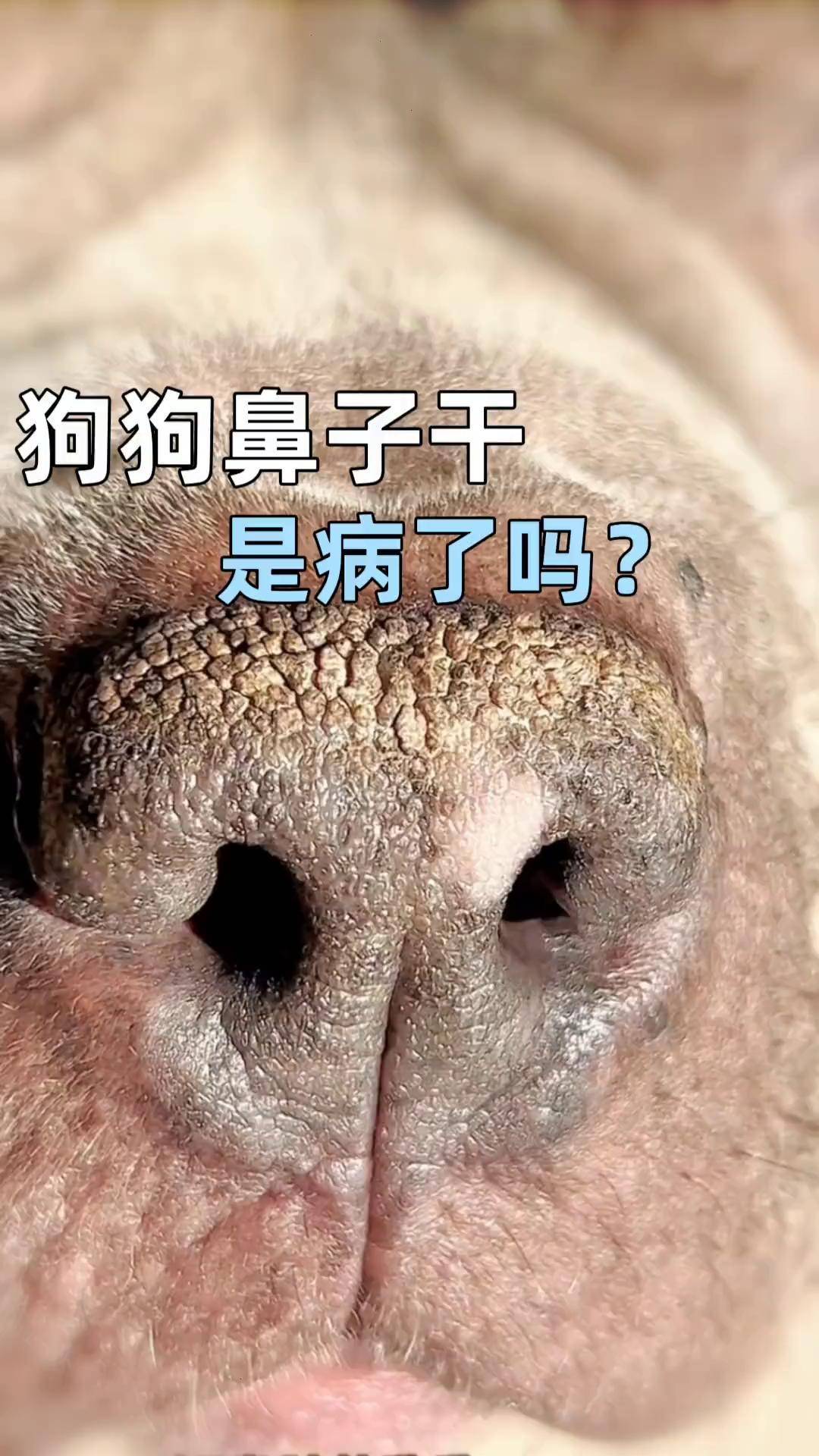 养狗经验分享 兽医 科学养宠攻略 狗鼻子干裂