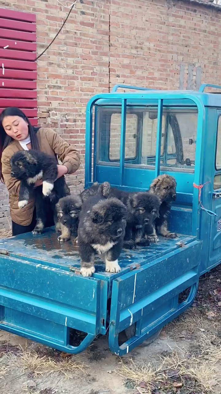 大型猛犬高加索 三农养殖 自繁自养 萌宠推荐官 高加索犬