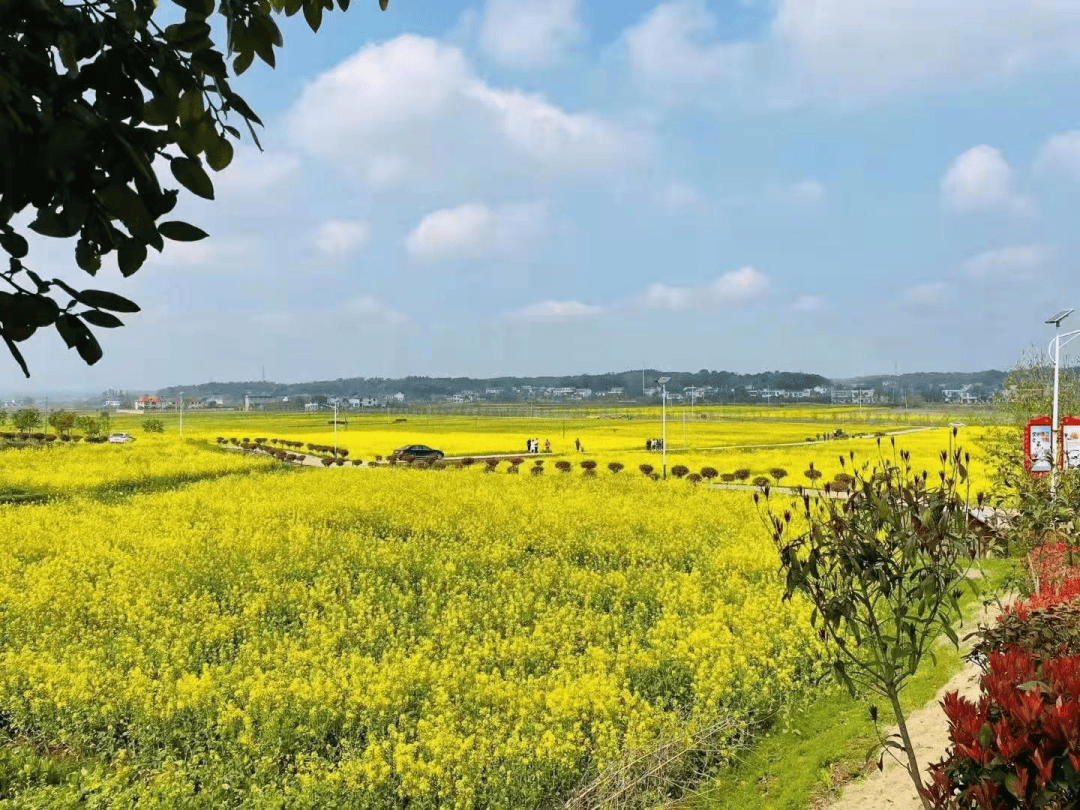 宁乡春季踏青赏花路线攻略