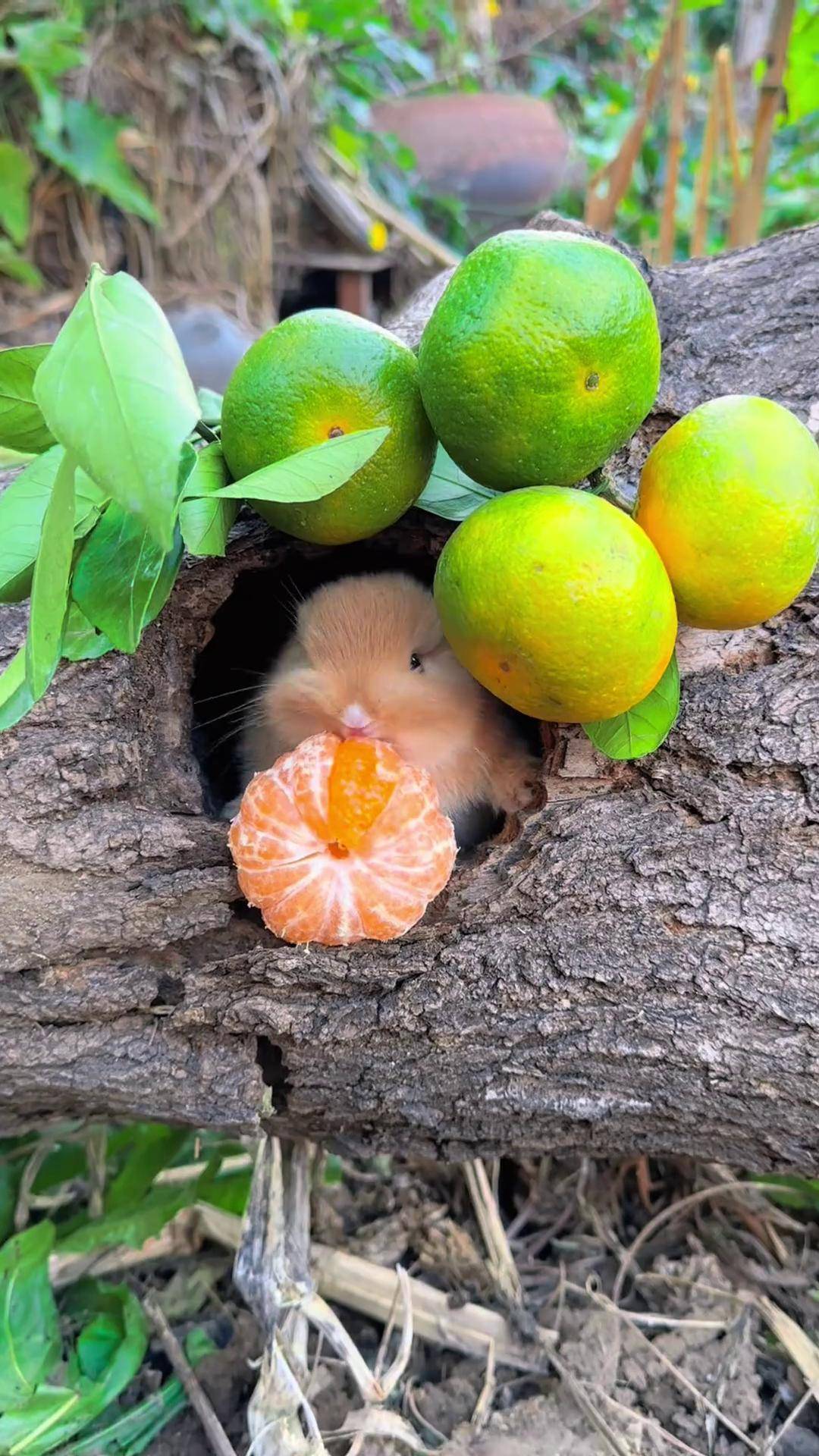 树洞里有只小兔子在吃橘子 萌宠出道计划 兔子 田园小萌宠