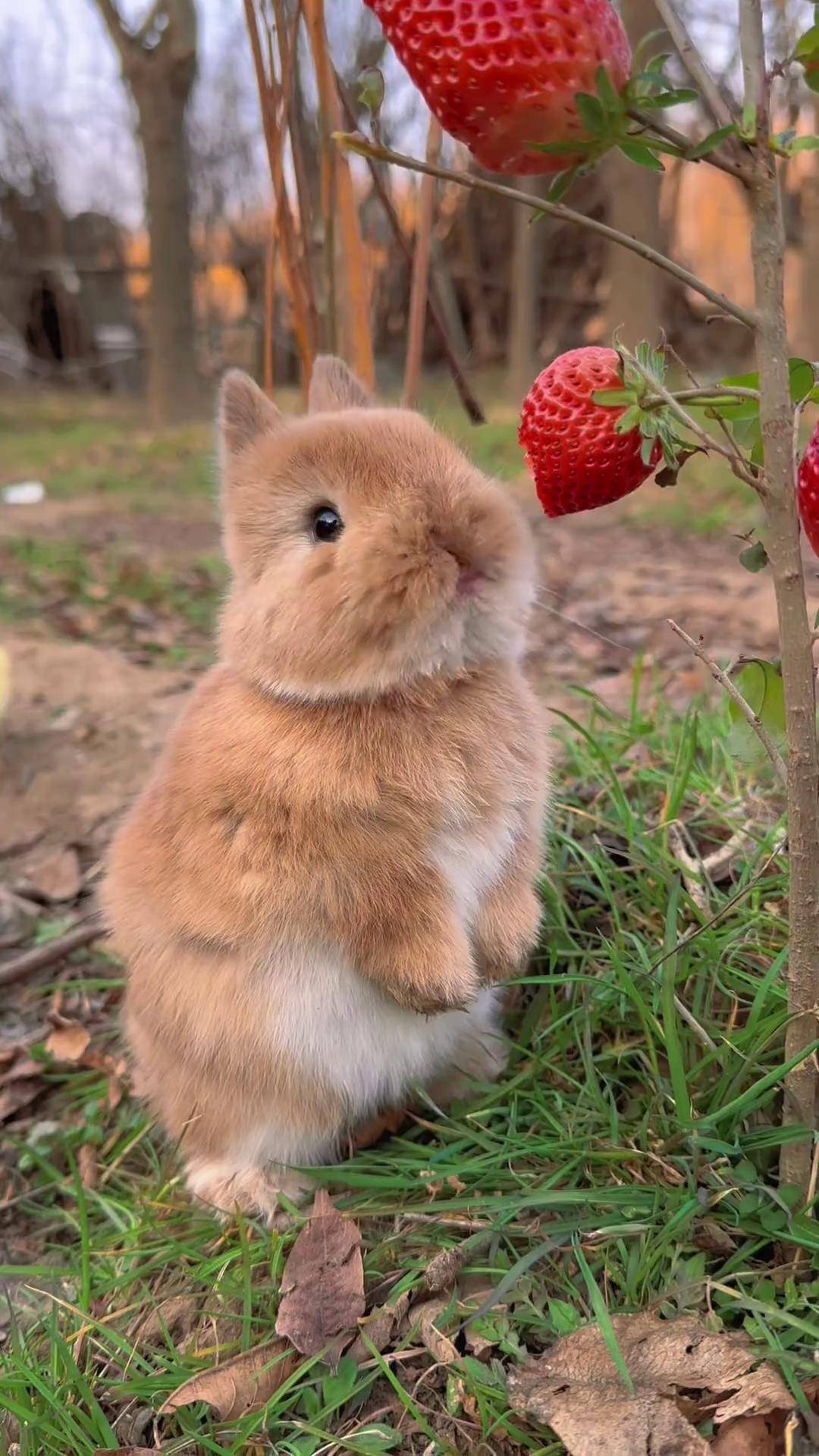 小兔子吧唧吧唧吃草莓萌宠兔子田园小萌宠