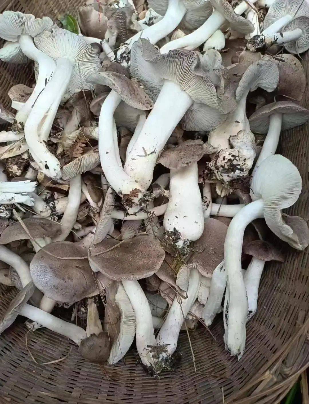 现在温塘山里到处都是"爱鹅菇",你确定不去捡点?