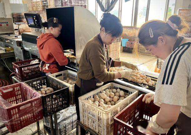 从鲜鸭蛋到全国餐桌，兴业银行厦门分行书写乡村振兴新篇章