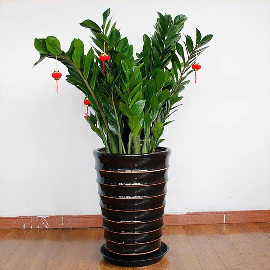 "人养花三年,花养人一生!"家居绿植花卉100种,总有你喜欢的那一种