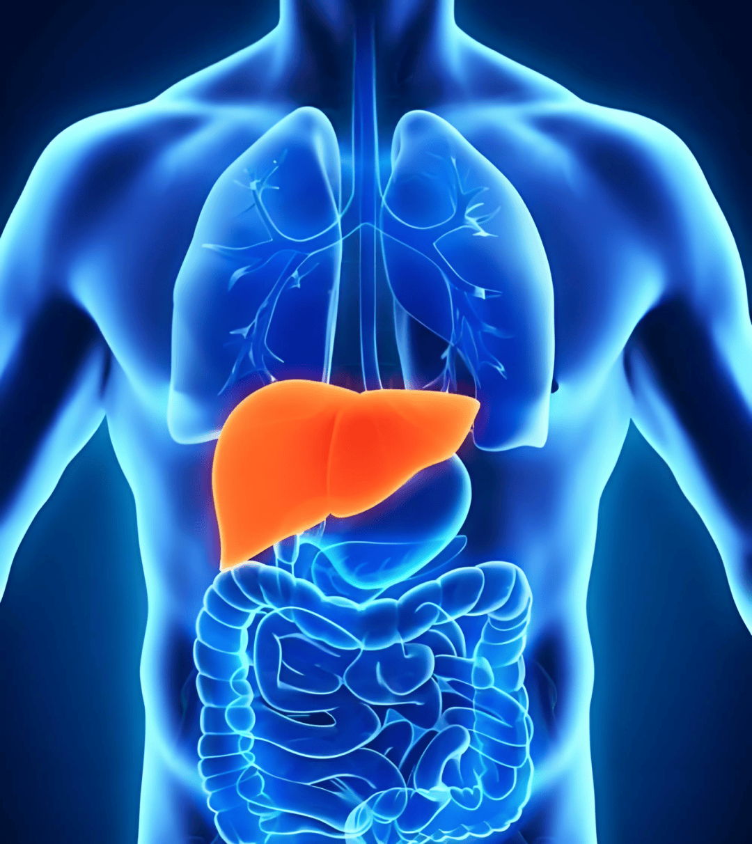 肝脏是人体最大的实质性器官,承担着代谢,解毒,免疫等重要功能