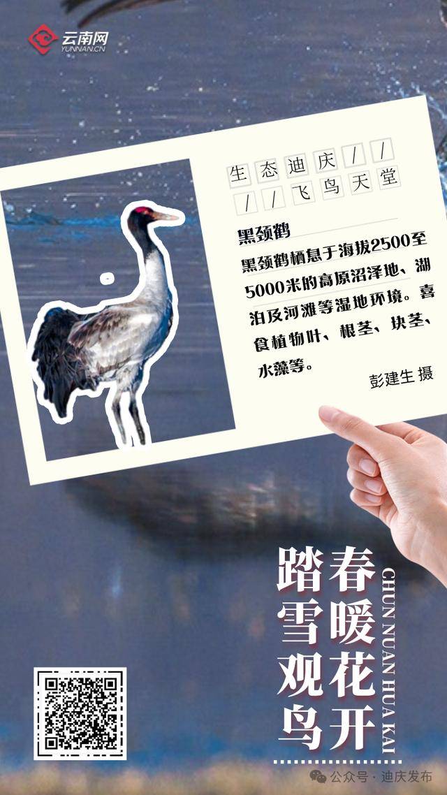 迪庆：一幅飞鸟与自然共舞的生态画卷，生态迪庆：珍稀鸟类的隐秘家园