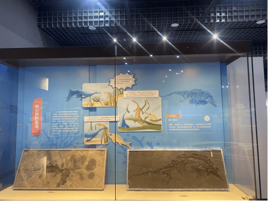 走进远古海洋世界：天津自然博物馆的贵州三叠纪特展，天津自然博物馆：与2.5亿年前的海洋爬行动物来一场邂逅