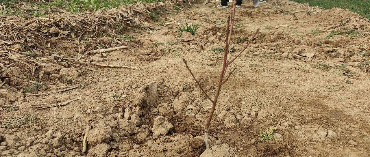 小苗栽植注意事项_平台_董建喜_中农