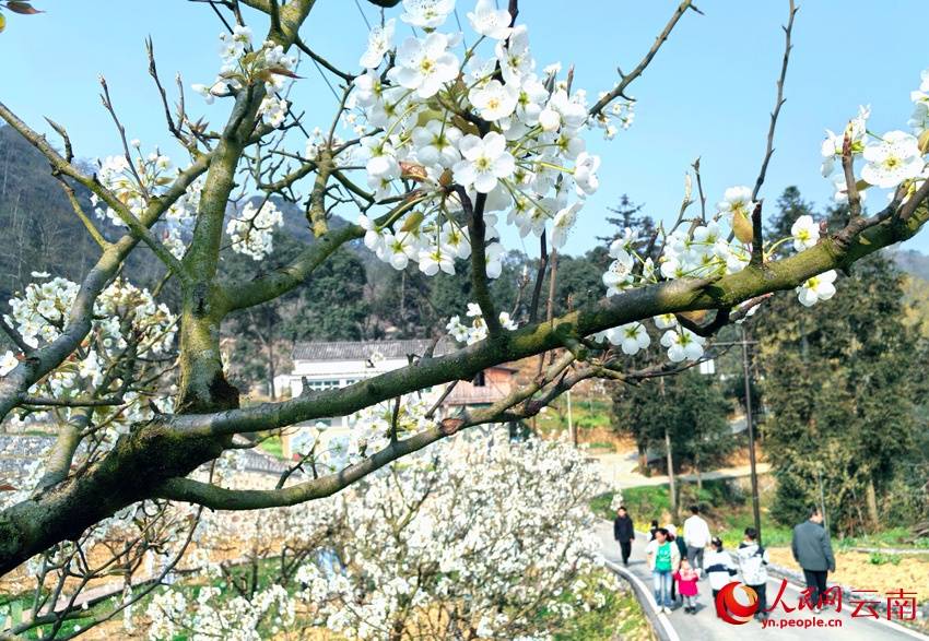 云南广南梨花节开幕 万亩梨花春色浓_长冲村_游客_活动
