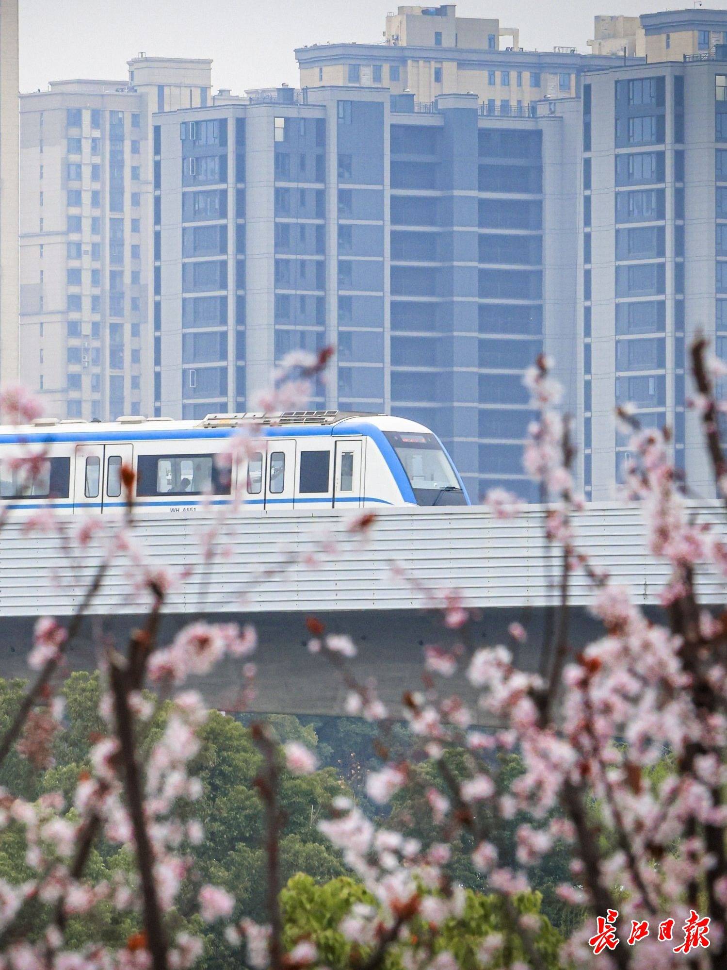 人潮如织，繁花如潮！“马”上赏樱，武汉迎来“樱花黄金周”