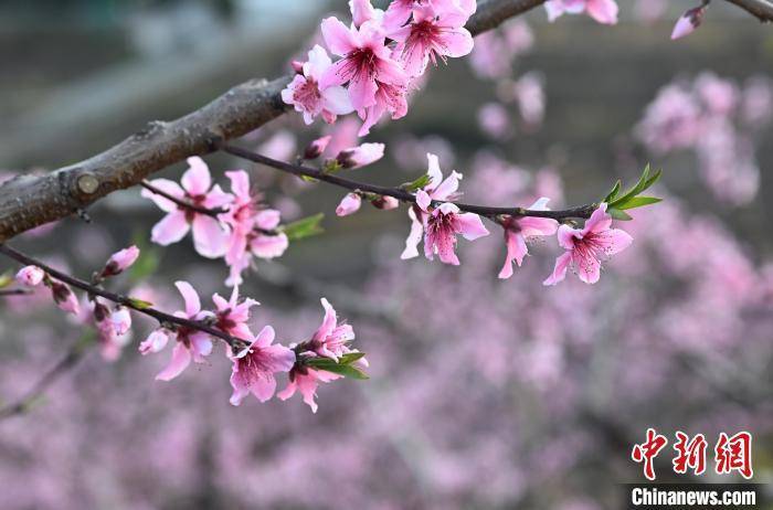 浙江奉化：“中国水蜜桃之乡”桃花满山春意浓