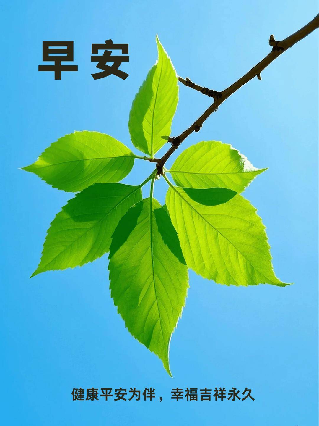 中老年朋友早安祝福愿你春风得意四季平安福满家门万事顺心