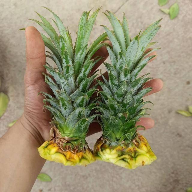从菠萝头到美味菠萝，北京姑娘三年创造种植神话