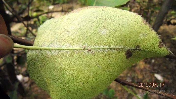 梨树二斑叶螨(白蜘蛛)防治措施