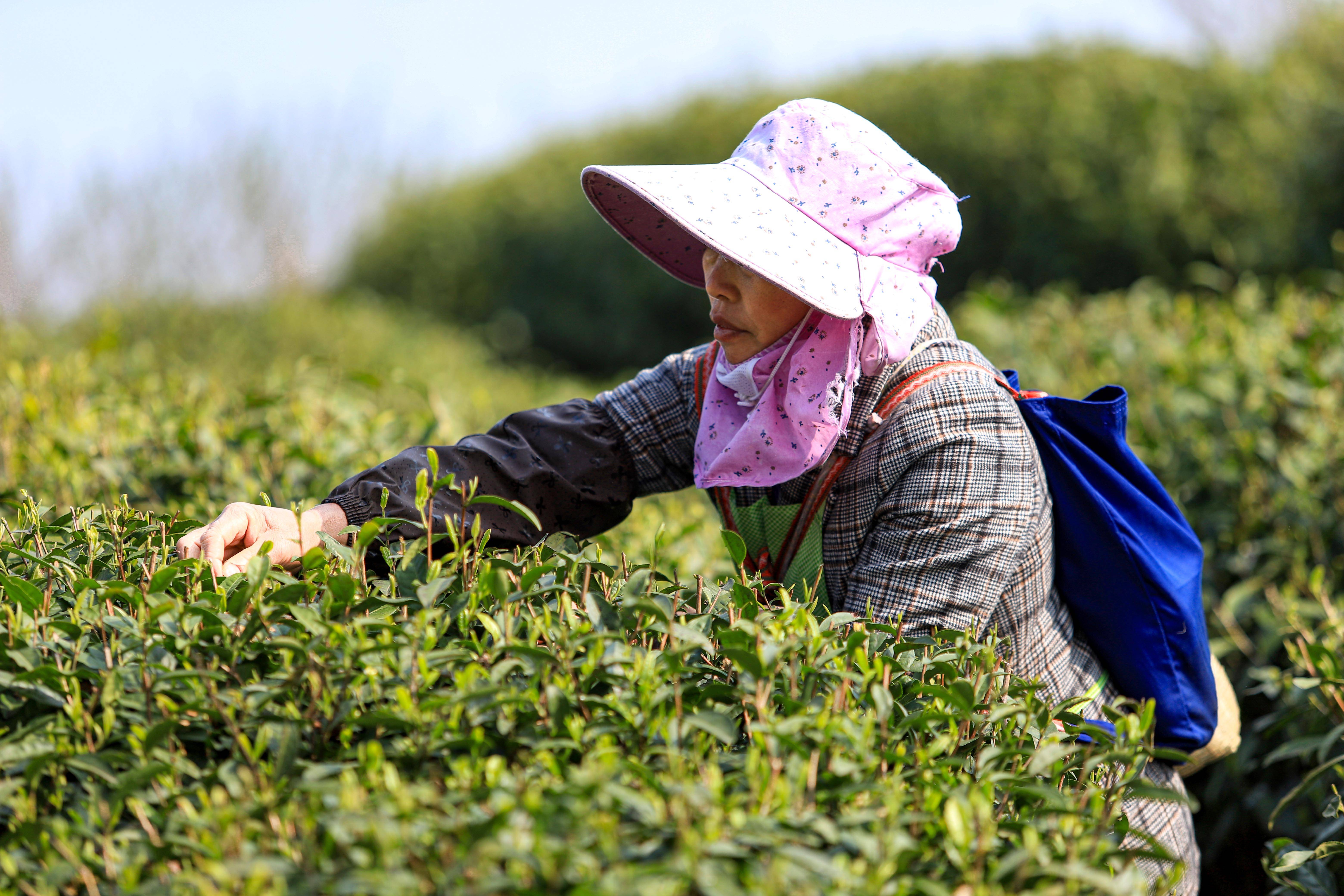 贵州丹寨:春茶采摘正当时